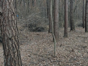 Działania w ramach czynnej ochrony pełnika europejskiego w PPK., 